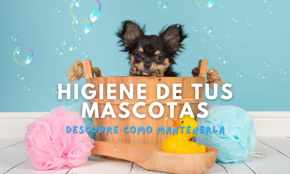 Descubre los beneficios de mantener la higiene de tus mascotas