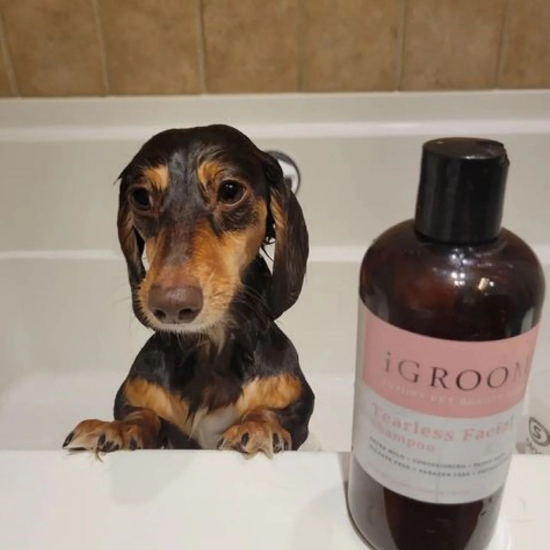 Shampoo Mascotas Facial Sin Lágrimas Igroom