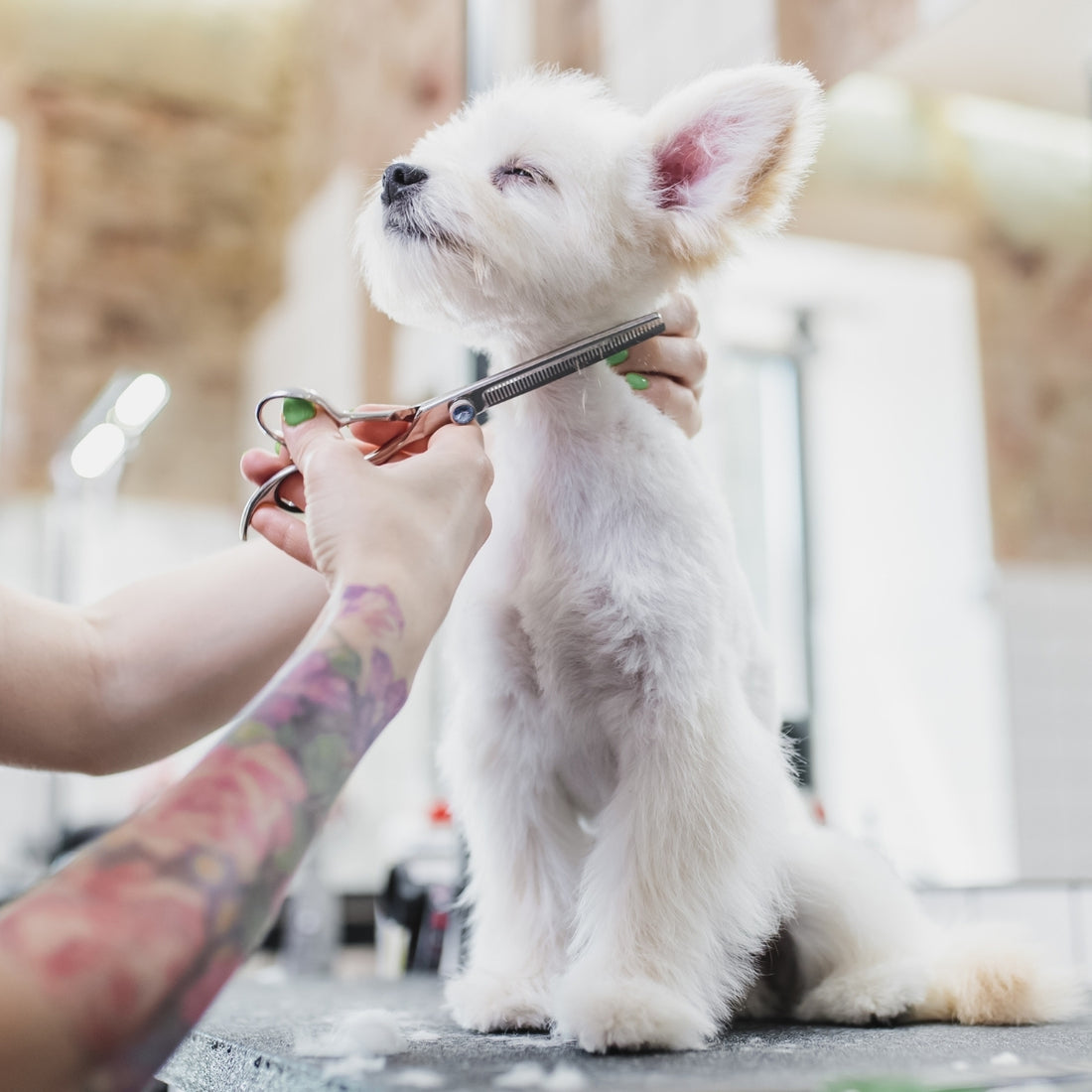 Shampoo Mascotas Limpieza Profunda Igroom