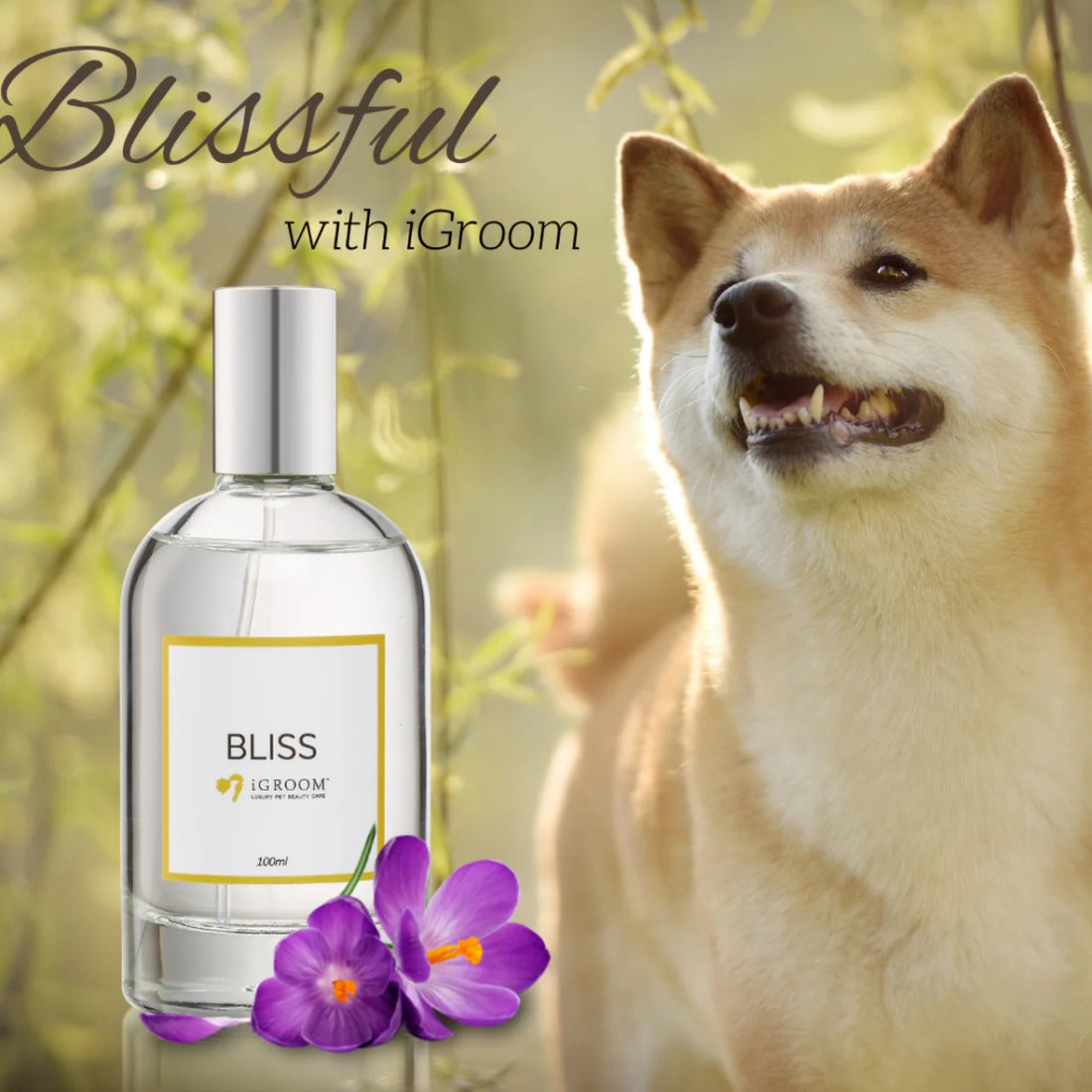 Perfume Mascotas Bliss 100ml Igroom